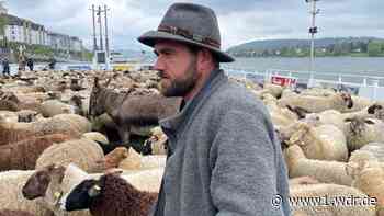 Mit 600 Schafen über den Rhein: Ein Knochenjob mit Leidenschaft