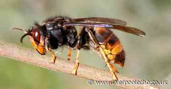Asian Hornet warning as experts on mission to 'track, locate and destroy'