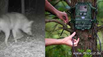 Wolf bei Türkenfeld gesichtet: Jäger sind auf der Hut