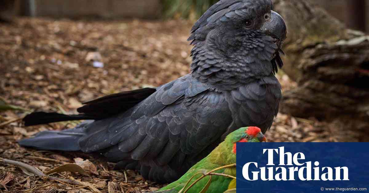Love nest: how a musk lorikeet fell for a red-tailed black cockatoo
