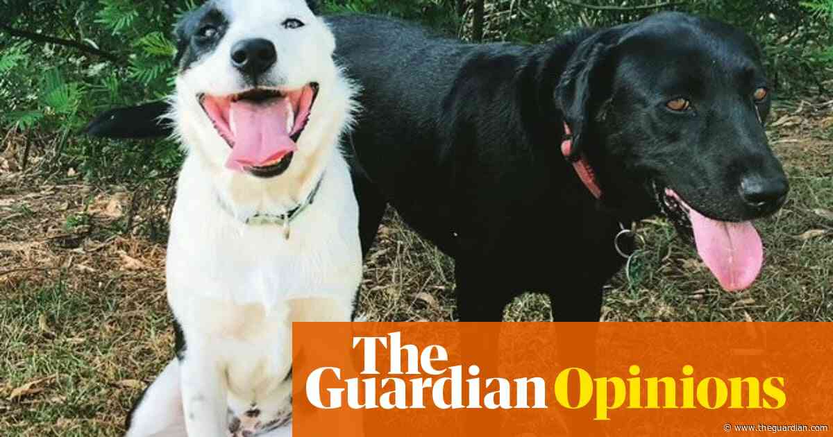 A life without my dogs seems imponderable. Yet we do keep going after losing the animals we adore | Paul Daley