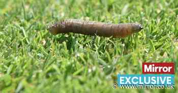 Gardening experts share warning signs 'problematic' leatherjackets are living in your lawn