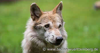 Überfahrener Wolf in Lenzkirch