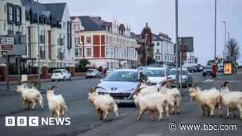 More goat warning signs needed, say residents