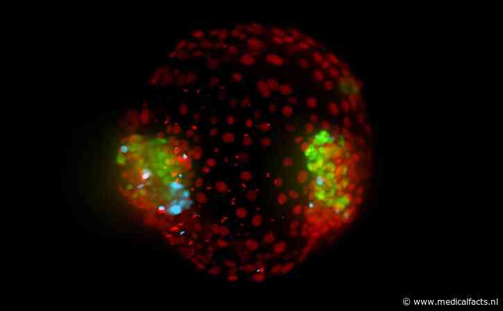 Eerste synthetische menselijke tweeling-embryo