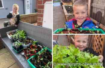 St Osyth boy, 5, sells leftover plants to local residents