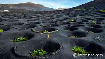 The wines birthed from black volcanic craters