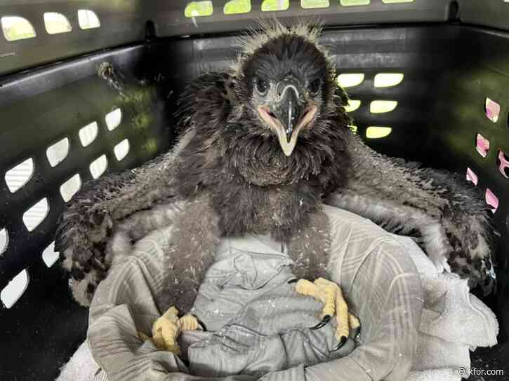 Baby bald eagle reunited with parent by Texas wildlife rescue