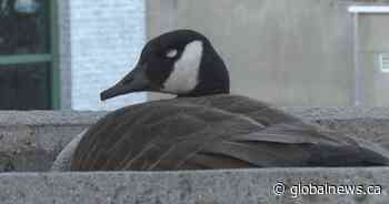 Nesting Canada geese stand on guard outside Quebec courthouse
