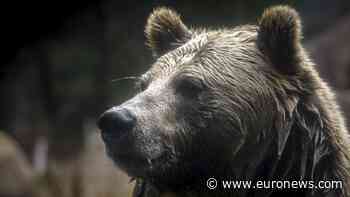 WATCH: Two bears survive zoo fire in Crimea