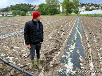 "J'ai perdu un champ entier de courgettes de Nice": après l'orage de grêle, la désolation de Florent, agriculteur à Villeneuve-Loubet