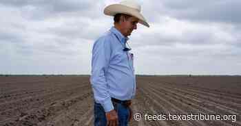South Texas farmers are in peril as the Rio Grande Valley runs dry — again