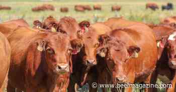 Use heifer pre-breeding exams as a culling tool and to prepare for breeding season