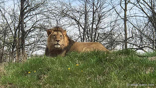 Fort Wayne Children's Zoo mourns loss of African lion