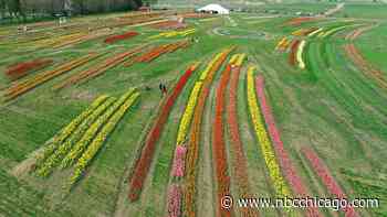 Annual suburban tulip festival to open for season on Saturday