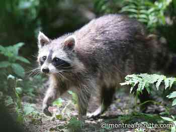 Quebec plans raccoon rabies vaccine operation for towns along Vermont border