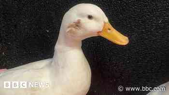 Duck rescued after being shot in face with air gun