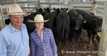 Prices ease with statewide trends at Scone Associated Agents' weaner sale