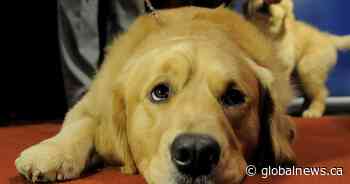 B.C. judge grants shared custody of family dog in landmark ruling