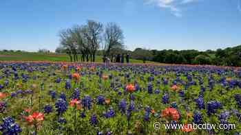 Enjoy the state flower at the Ennis Bluebonnet Trails Festival this weekend
