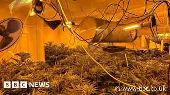 Arrests after cannabis plants and machete seized