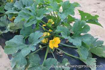 Squash Growers Weigh in on Current State of the Crop