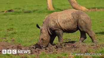 Endangered baby rhino explores new home
