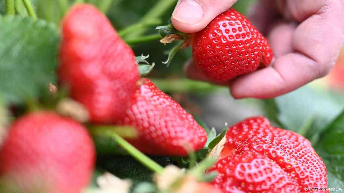 Saison für Erdbeeren startet bald – und was kosten sie?