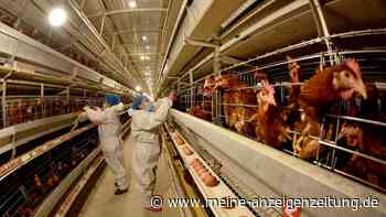 Sterblichkeit über 50 Prozent beim Menschen – WHO besorgt wegen Vogelgrippe-Ausbruch