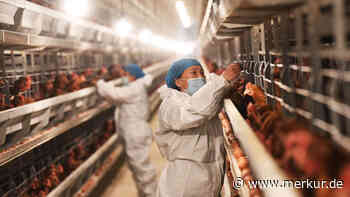 „Tier-Pandemie“ besorgt Experten: Vogelgrippe breitet sich weiter aus – auch Mensch angesteckt
