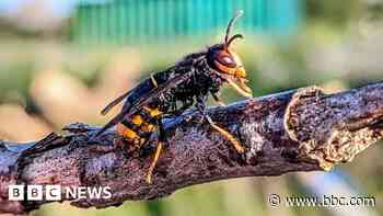 Water company aims to tackle Asian hornet influx