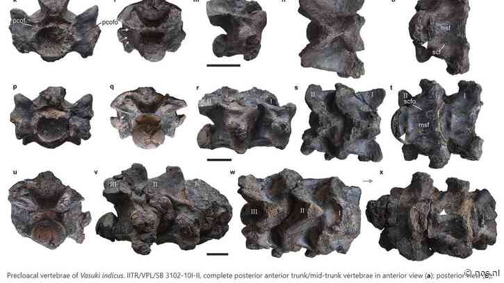 Resten van uitgestorven megaslang gevonden in mijn in India