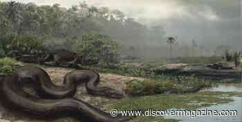 Slither Aside, Titanoboa, This Ancient Snake Was Also a 50-Footer