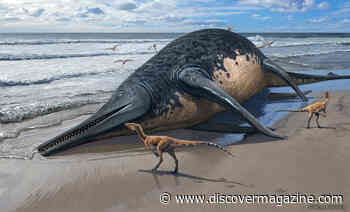 Species of Ichthyosaur Is Largest Known Marine Reptile at 80 Feet Long
