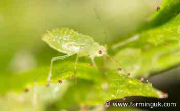 Researchers study aphids&#39; flight patterns to improve crop security