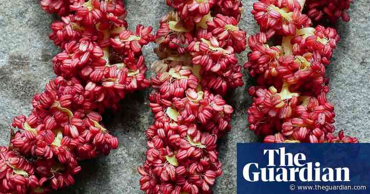 Country diary: These catkins reveals the strange beauty of evolution | Phil Gates