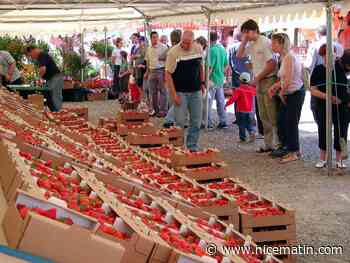 "Ça a pris une telle ampleur": on vous raconte l’histoire méconnue de la Fête des fraises de Carros qui aura lieu ce week-end