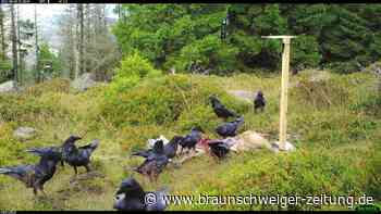 Warum im Harz absichtlich tote Tiere ausgelegt werden
