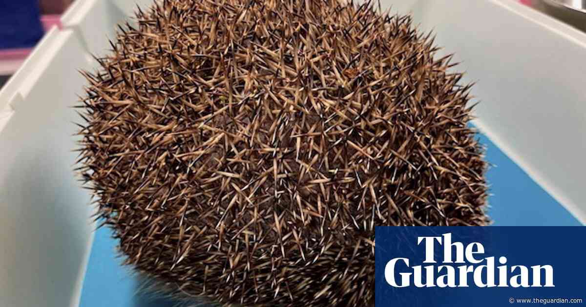 Rescuers deflate football-sized swollen hedgehog