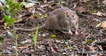 Deter rats from your garden forever with natural ingredient they 'can't stand'