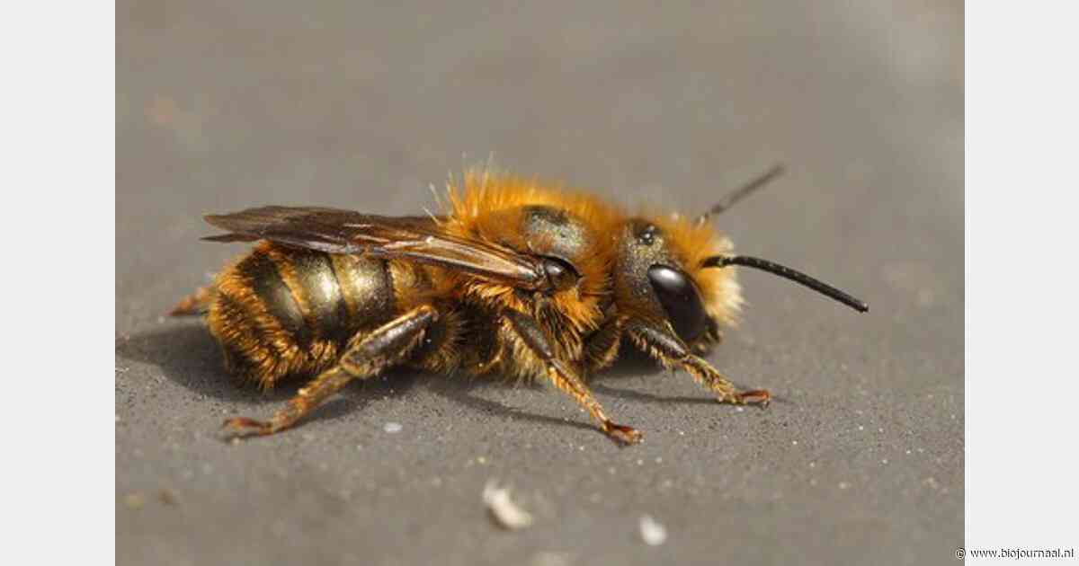 Grote zorgen over raadselachtige bijensterfte