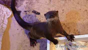 Clearwater Marine Aquarium welcomes a new otter to its aquatic family