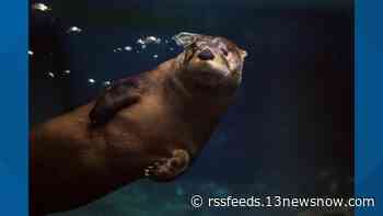 Beloved Virginia Aquarium otter passed away unexpectedly