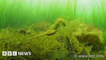 'Rare' seahorse spotted in Cornish estuary