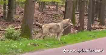 Wolf bedelt om voedsel en nu dreigen maatregelen: ‘Ik ben woest! Mensen veroorzaken dit’