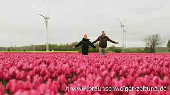 Vordorf: Hier machen Sie Selfies mit 8 Millionen Tulpen
