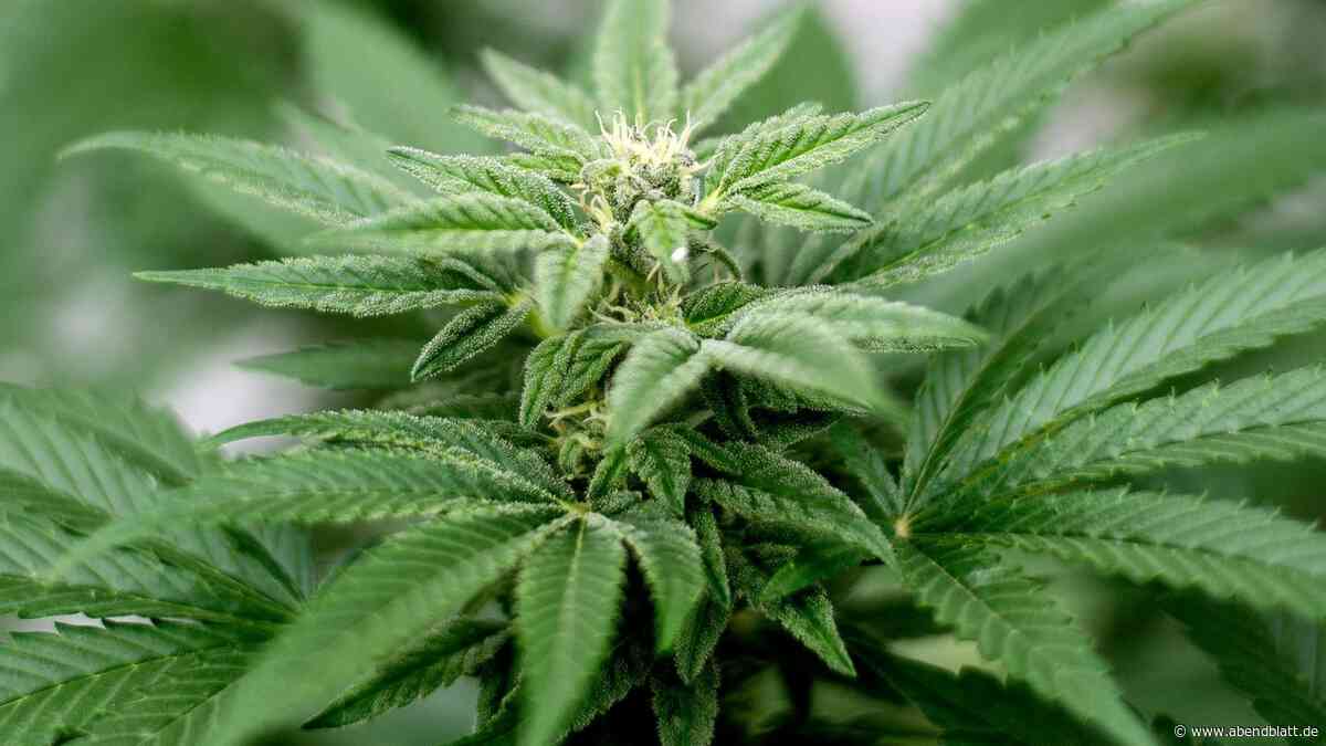 Cannabis: 10 bis 20 Prozent der Strafverfahren betroffen