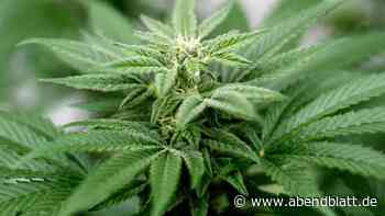 Cannabis: 10 bis 20 Prozent der Strafverfahren betroffen