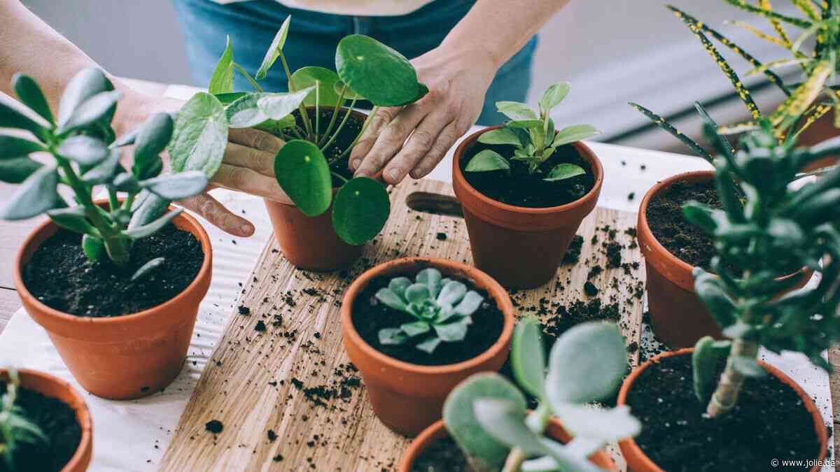Pflanzen-Trick 2023: Zimmerpflanzen müssen jetzt mit Backpulver bestreut werden, um gesund zu wachsen