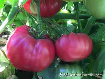 Growing Things: Planting tomatoes sideways a different, but potentially successful, approach